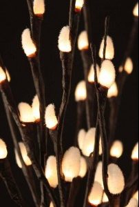 Natural Pussy Willow Lights
